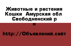 Животные и растения Кошки. Амурская обл.,Свободненский р-н